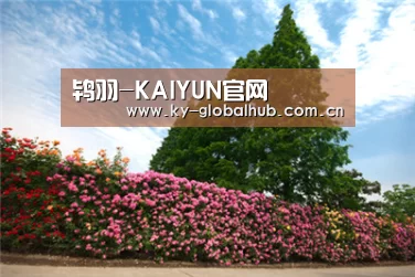 鸨羽-KAIYUN官网(图2) 开云赛事
